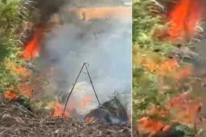 नहरी विभाग की जमीन पर लगे वर्षों पुराने पेड़ों में लगी आग