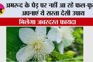 Guava Grow Guide: अमरूद के पेड़ पर नहीं आ रहे फल-फूल? अपनाएं ये सस्ता देसी उपाय, मिलेगा जबरदस्त फायदा