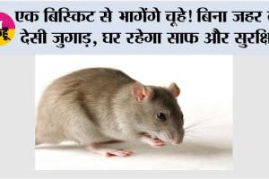 How To Remove Rats Without killing: घर में चूहों से परेशान? बिना जहर के भगाएं ये आसान देसी तरीका
