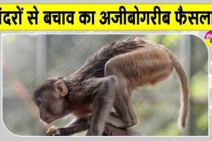 बंदरों के आतंक से निपटने को एक दिन के सार्वजनिक अवकाश की घोषणा