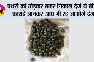 पथरी को तोड़कर बाहर निकाल देगे ये बीज, फायदे जानकर आप भी रह जाओगे दंग
