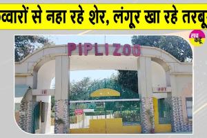यहां फव्वारों से नहा रहे शेर, लंगूर खा रहे तरबूज-खीरा लेकिन...
