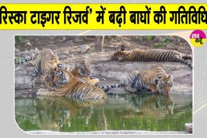 Sariska Tigers News: शावकों के साथ घूम रहीं बाघिनें, वन विभाग ने जारी किया अलर्ट