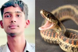 Snake Bite: सोते समय 12वीं के छात्र को कोबरा ने डंसा, मौत