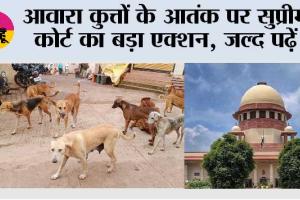 Supreme Court News: आवारा कुत्तों के आतंक पर सुप्रीम कोर्ट का बड़ा एक्शन, जल्द पढ़ें