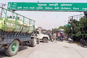 Traders Protest: बारदाने की कमी को लेकर पीलीबंगा धानमंडी बंद, व्यापारियों ने दिया धरना