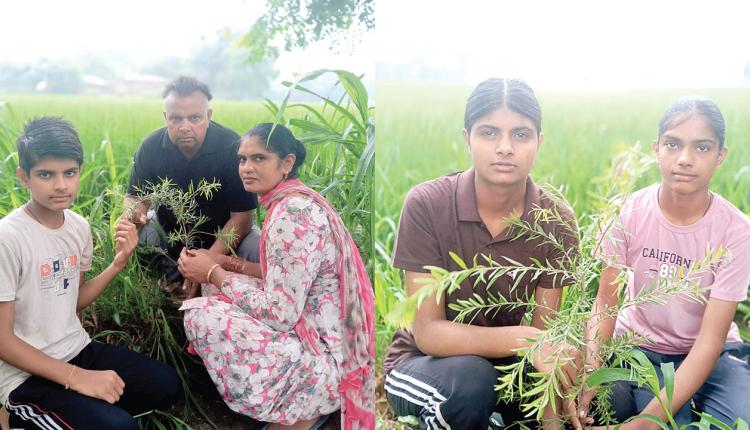 डेरा श्रद्धालु परिवार ने बेटी के जन्मदिन पर 250 पौधे लगाकर मनाया जन्मदिन