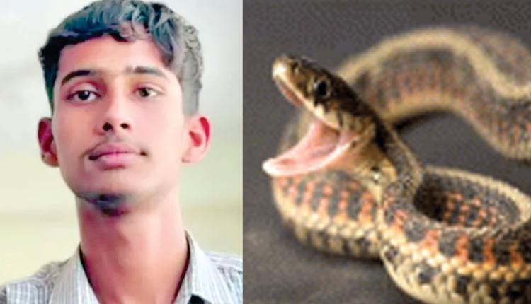 Snake Bite: सोते समय 12वीं के छात्र को कोबरा ने डंसा, मौत