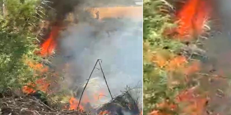 नहरी विभाग की जमीन पर लगे वर्षों पुराने पेड़ों में लगी आग