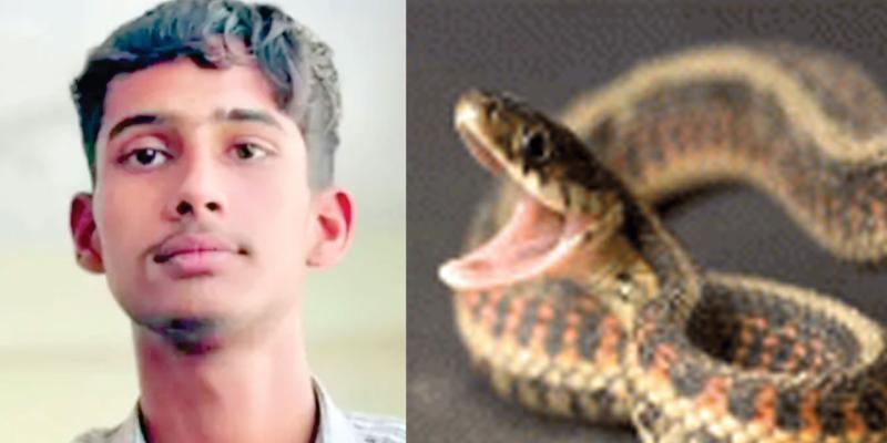Snake Bite: सोते समय 12वीं के छात्र को कोबरा ने डंसा, मौत