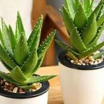 aloe vera (2)