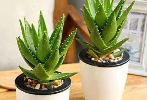 aloe vera