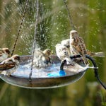 Save Birds, Missing Birds Voices