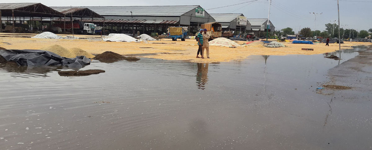 Bad, Maize, Rainwater, Management, Loss, Punjab