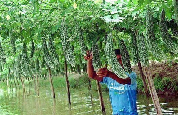 Grow Vegetable Vine