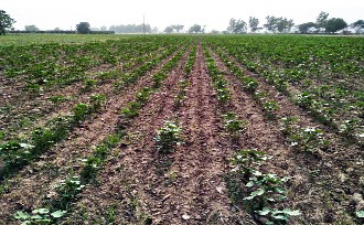 farmers, Worried, Laborers, Cotton Crop, Punjab