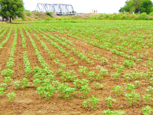 Scout, Farmers, Cotton Agriculture, Crop, Punjab