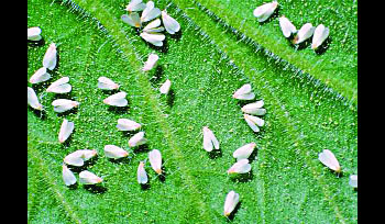 White fly, Outbreak, Scientists, Farmers, Crop, Agriculture, Haryana