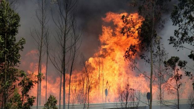 Portuguese Forest, Global Warming, Fire, Death, Injured