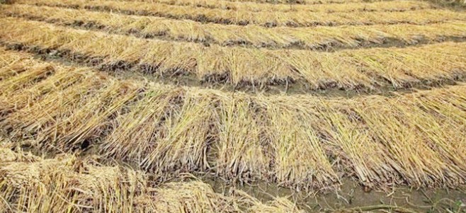 Food Grains, Decay, Farmers, Crop