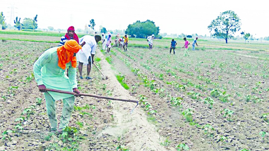 Dera Sacha Sauda, Followers, Kheta Singh, Agriculture, Gurmeet Ram Rahim