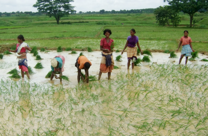 Paddy, Cultivation, Crop, Children, Punjab