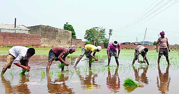 Farmers, Worried. Rain, Paddy Crop, Punjab