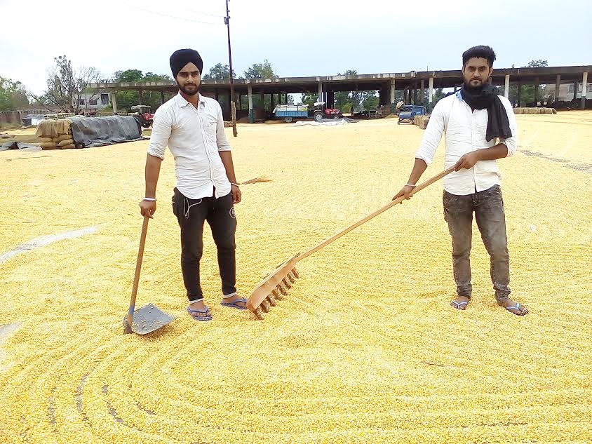 Heavy Rain, Abohar, Farmers, Crop, Traffic, Punjab