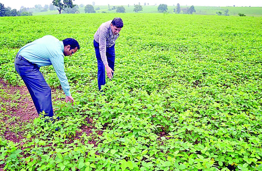 Soybean, Cultivation, Irrigated. Pest. Agricultural Control, Quintal, Hector