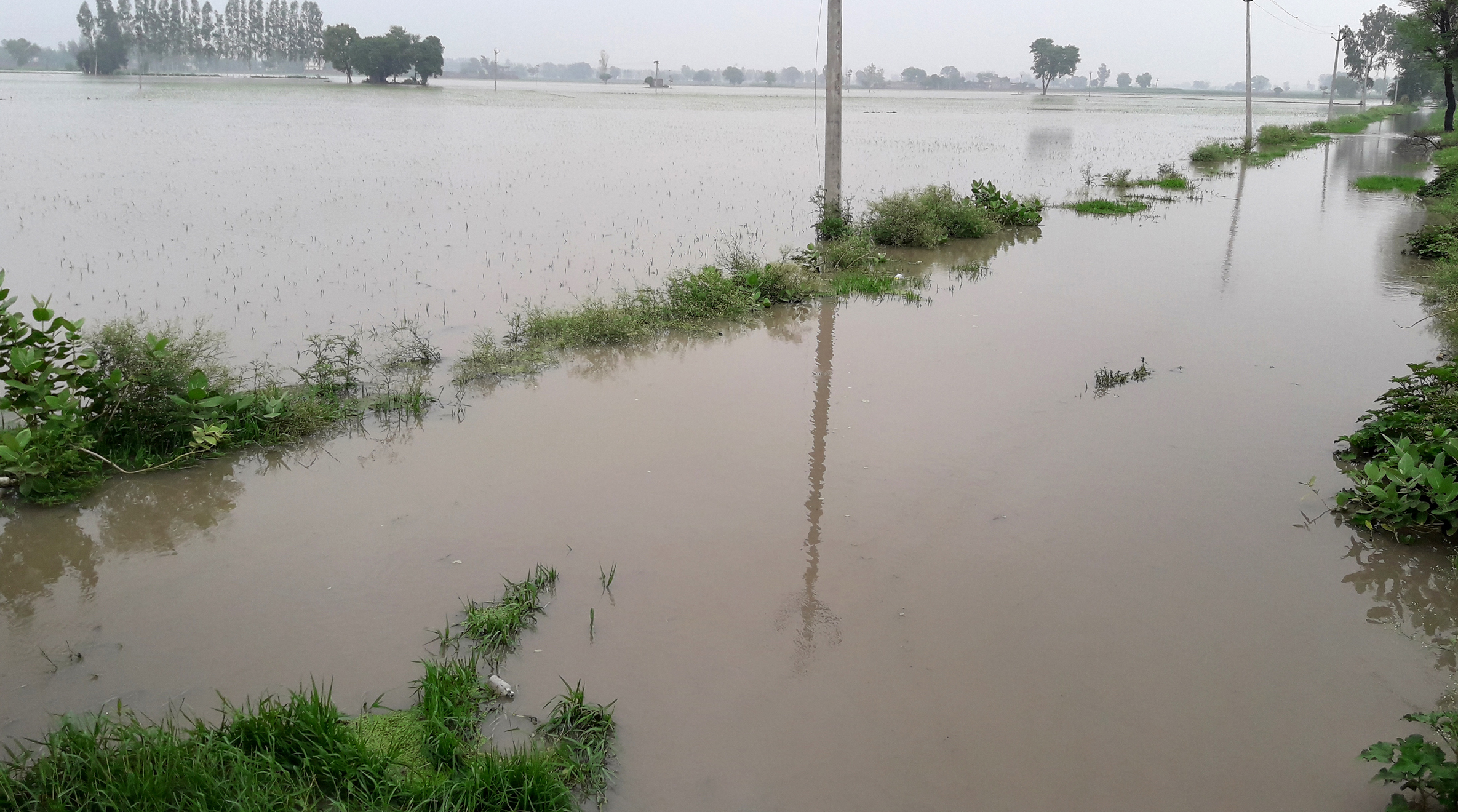 Paddy, Crop Wasted, Acres, Overflow Drain, Water, Punjab