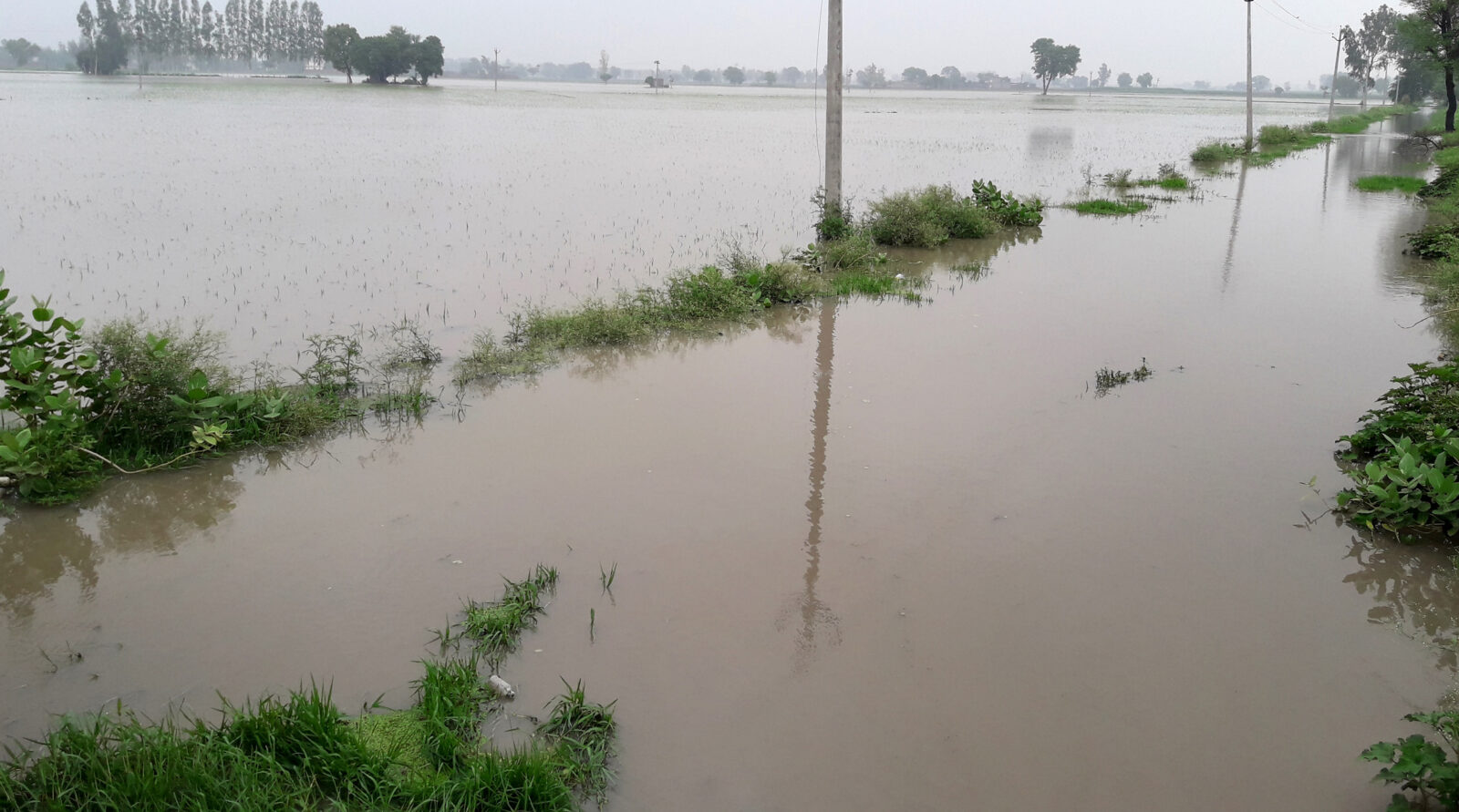 Paddy, Crop Wasted, Acres, Overflow Drain, Water, Punjab