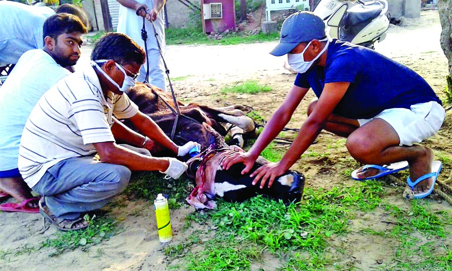 Destitute Animal, Dera Sacha Sauda, Follower, Help, Gurmeet Ram Rahim, Welfare Work