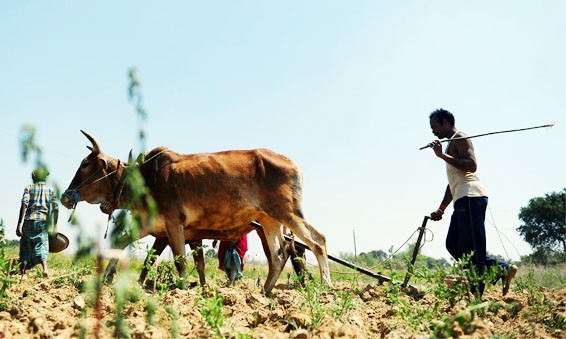 Farmer, Upset, Rising Yields, Crop