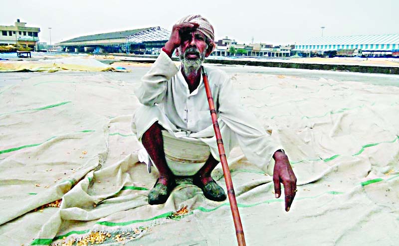 Paddy Crop, Spoiled, Rain, Farmer, Loss, Haryana