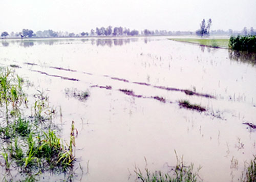 Paddy Crop, Ruin, Heavy Rain, Farmer, Worried, Punjab