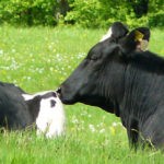 animal husbandry