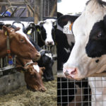animal husbandry 2
