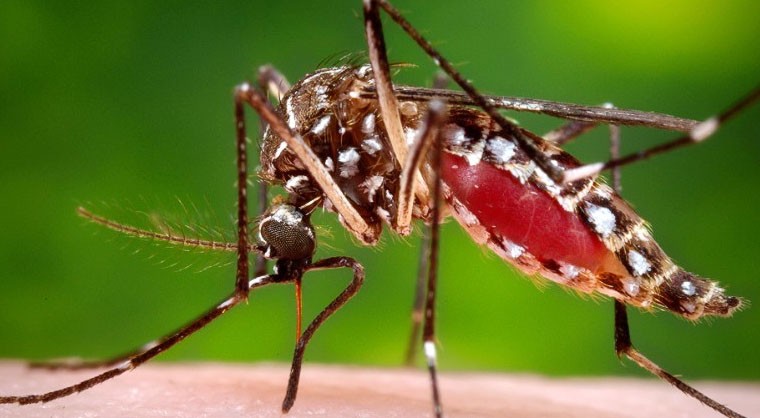 Dengue, Country, Kerala, Monsoon, Disease