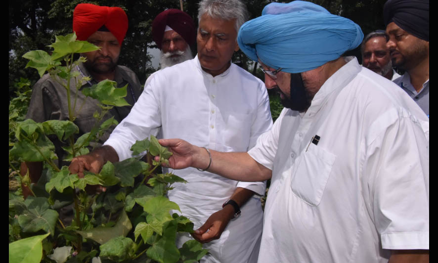 Captain Amarinder Singh, Crops, Compensation, Farmers, Punjab