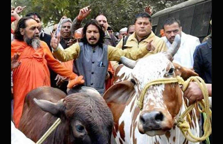 Attack Cow Vigilantes, Violence, India, US