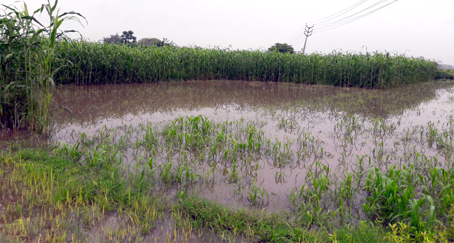 Rain, Crop, Damage, Farmer, Villager, Punjab