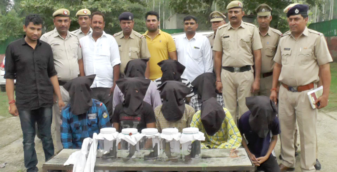 Robbers, Arrested, Police, Weapons, Haryana