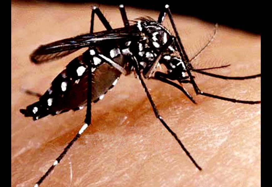 Prevent, Spread, Dengue, Fever, India
