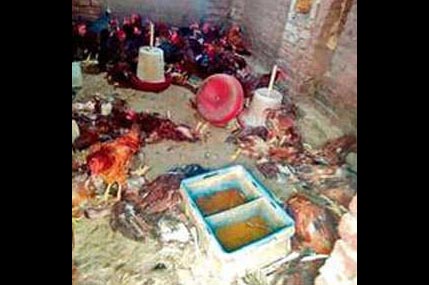 Dogs, Penetrated, Poultry Farm, Farmer, Punjab