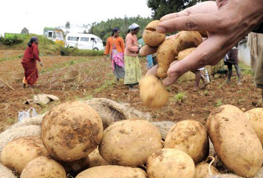 Farmers, Double Price, Potato, UP, West Bengal