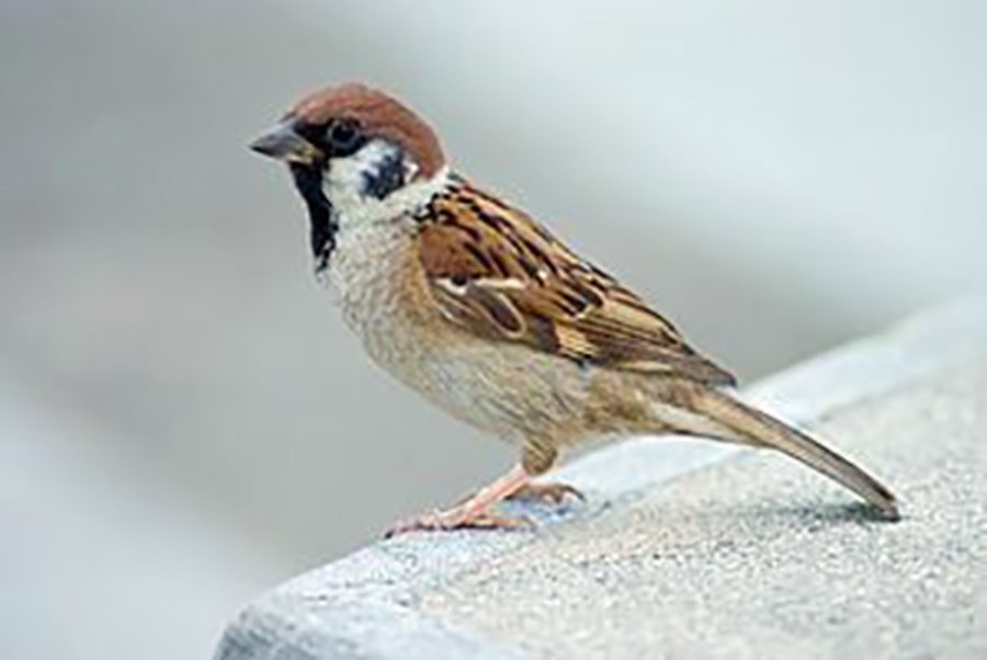 Sparrow, Balmans, Bhisham Sahni