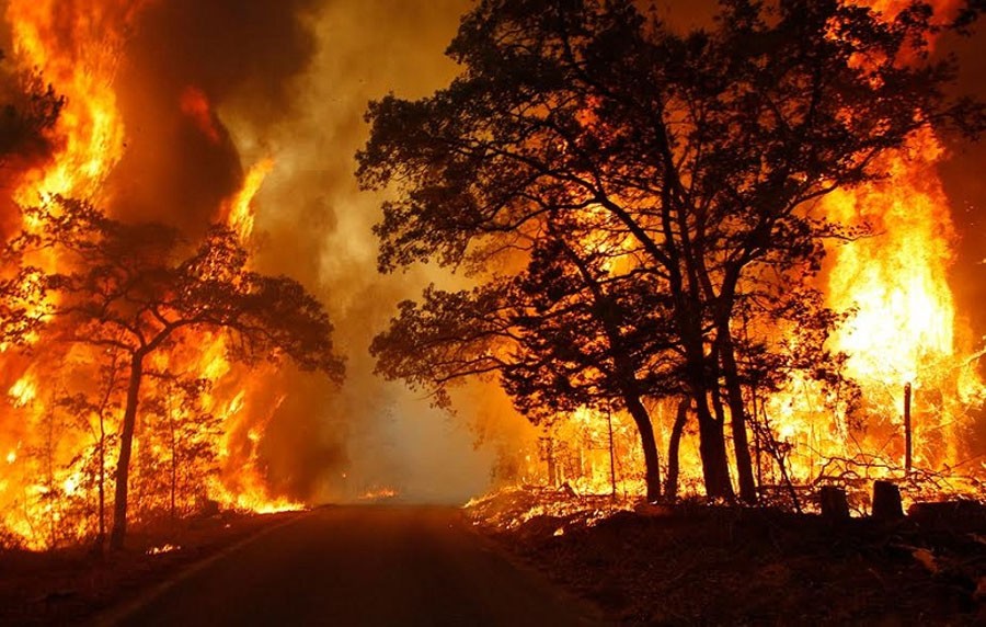 Fire, Forests , Uttarakhand