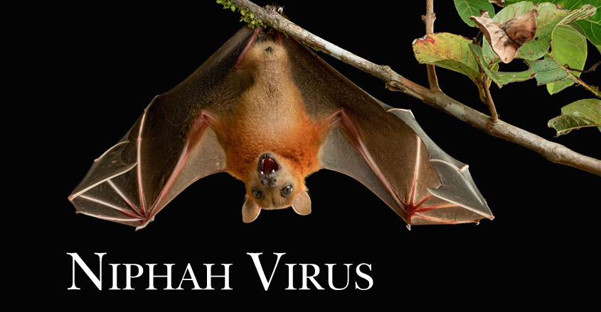 Nipah Virus, Panic, Dozendead, bats, Found, HimachalSchool