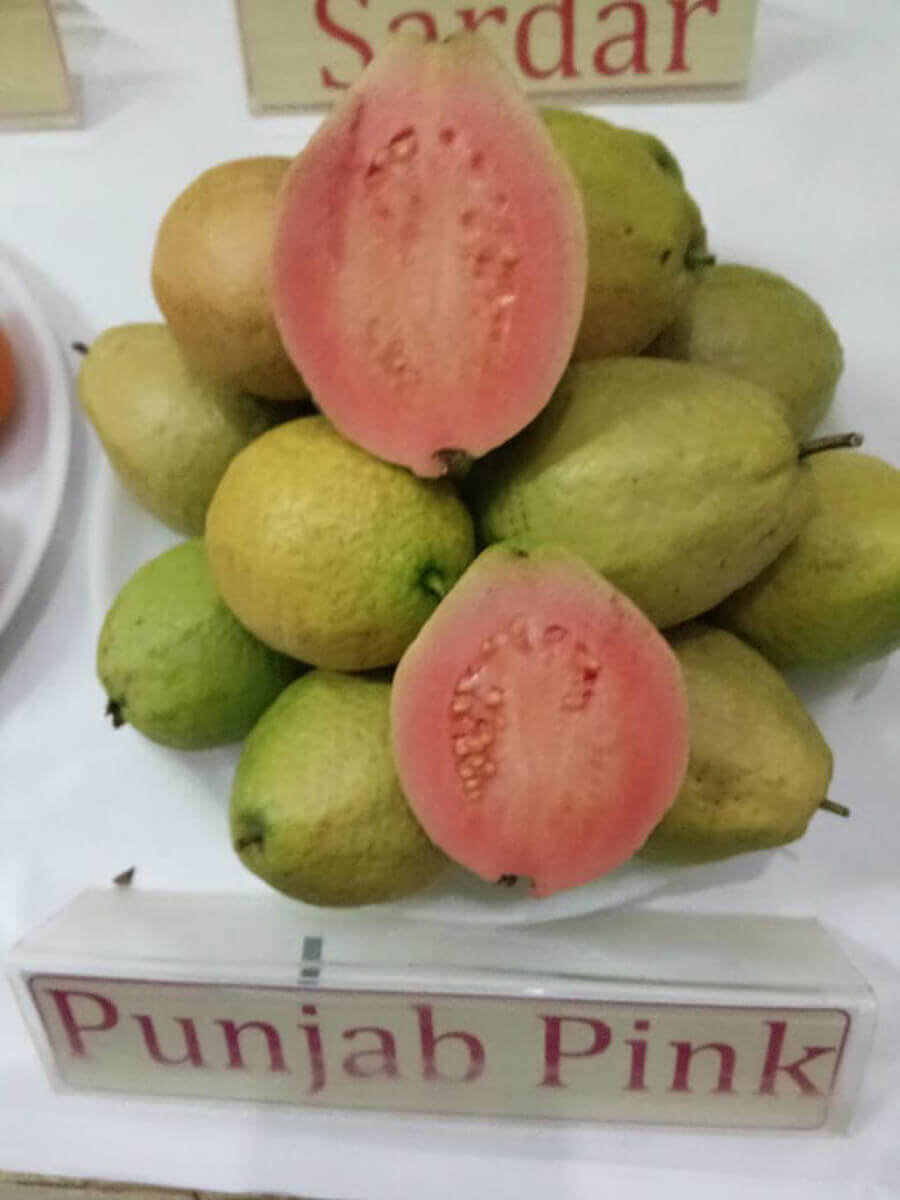 Village Wazirpur,  guava research center, Punjab