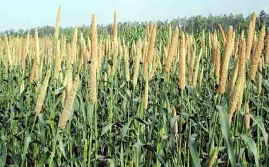 Haryana, Rain, Roanak, Farmers, Guar Millet Crop